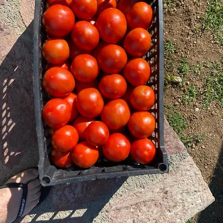 Lisna Gasthof Deja's Ford