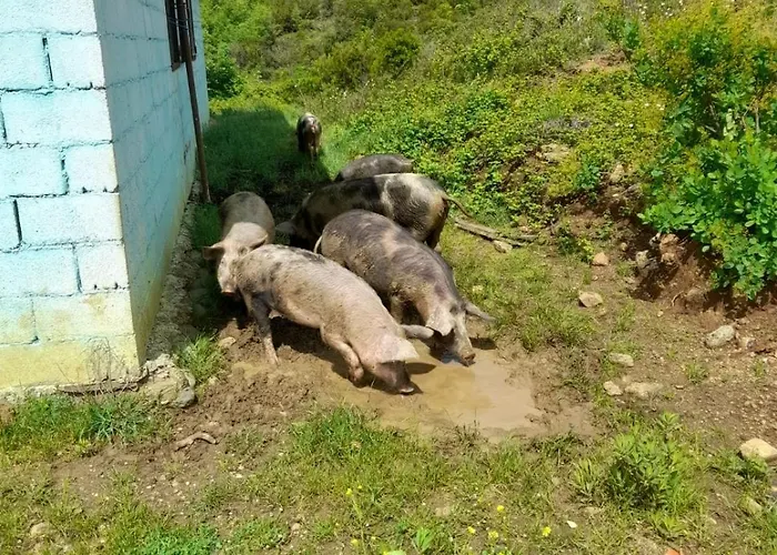 Lisna Pensjonat Deja's Ford