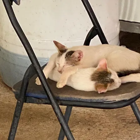 Lisna בית הארחה *