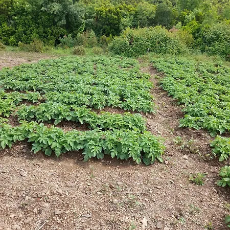 בית הארחה Lisna *