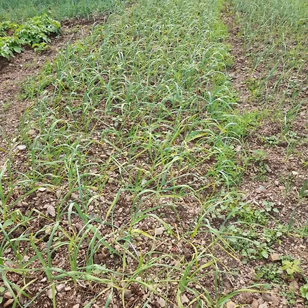 בית הארחה Lisna *