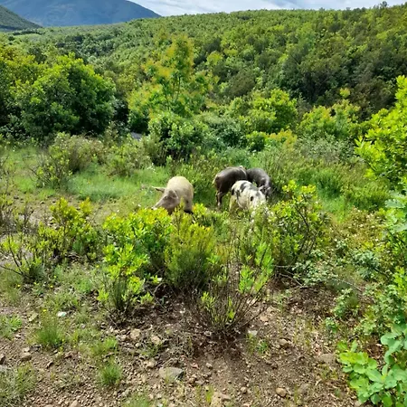 בית הארחה Lisna *