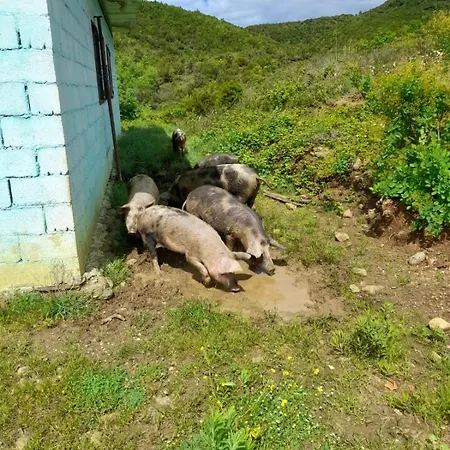 Lisna בית הארחה Deja's Ford