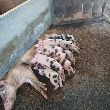 Lisna בית הארחה